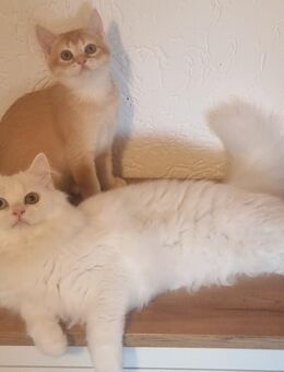 BLH Männchen odd eyed , reinrassig, geimpft und tierärztlich untersucht - Weitnau