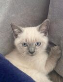 Wunderschöner Blue Point Kater – In Gute Hände Abzugeben in 86368