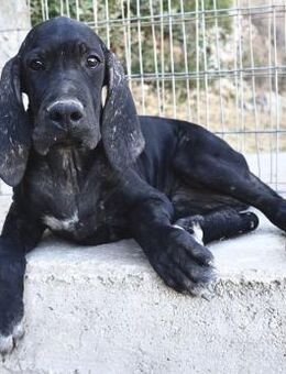 Eddie sucht ein Zuhause - Arnsberg