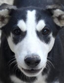 Denver -lebhaft und verspielt- - Oldenburg