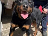 Rosco; muss das Leben nachholen - Geilenkirchen