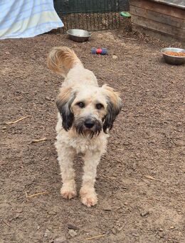 Unser hübscher Pudelmischlingsrüde Charlie wird 2 Jahre alt, ca 40-45 cm , kastr. sucht ein Zuhause - Angern