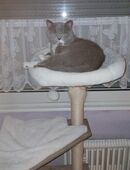 Tom erfahrener Deckkater BKH Blutgruppe A (kein Verkauf) in 45886