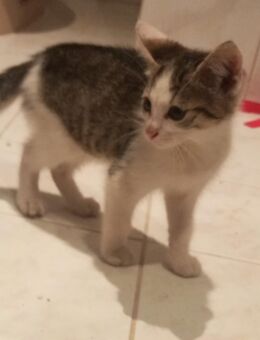 Katzenbabys abzugeben - Neustadt (Weinstraße)