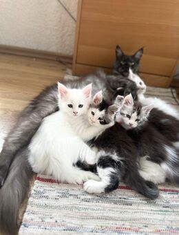 Mein Coon Kitten - Schöffengrund