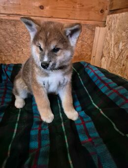 Hübsche Akita Inu Welpen - Minden Stemmer