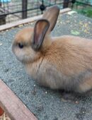 Zwergkaninchen in 70469