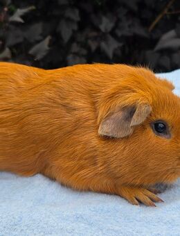 schicker GH Cuy Bock abzugeben, kastriert - Gelsenkirchen Ückendorf