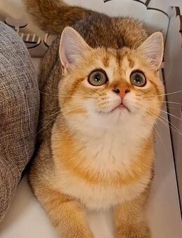Sehr süße Bkh kitten - Forchheim (Bayern)