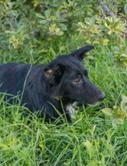 ROSIE - am liebsten bei meinen Menschen - Overath