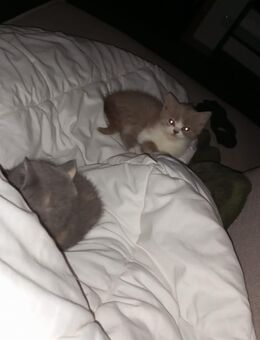 BKH Kitten suchen neues Zuhause - Masburg