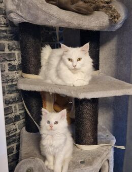 Main Coon Mädchen - Zülpich Zentrum