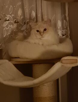 Ragdoll Kater - Berlin Marzahn-Hellersdorf