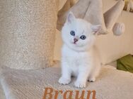 BKH kitten mit schönen blauen Augen (Abgabebereit) - Detmold
