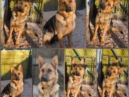 Deutsche Schäferhündin sucht Zuhause - Vacha