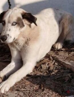 PEDAROS - schüchtern, sucht viel Liebe - Aerzen