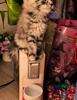 Reinrassige Maine coon kitten - Hohenroda