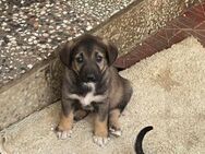 🌼Welpenmädchen Tilda sucht dich!🐾 - Eislingen (Fils)