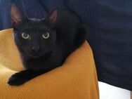 Little Blacky, verkusche. Katze 8M 93047 - Vaterstetten