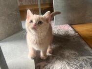 Bkh kitten ❤️ noch 1 kitten übrig Kater 🐈‍⬛ - Garbsen
