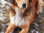 Traumhund sucht sportlichen Partner - Bergkirchen