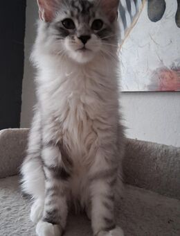 Maine coon kitten - Artern (Unstrut) Zentrum