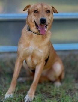 💛 Freundliche Mika sucht dich! 💛 - Eislingen (Fils)