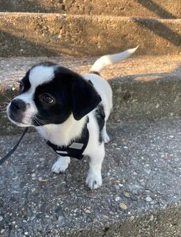 Chihuahua-Mix - Train