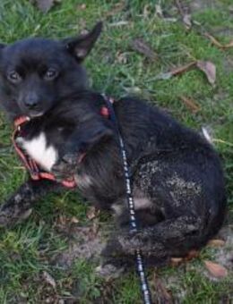 Yuki - Kleiner Hund mit großem Mut - Süderbrarup