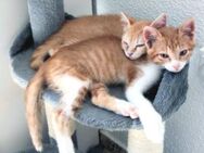 Katzengeschwister Luke & Leia suchen - Karlsruhe