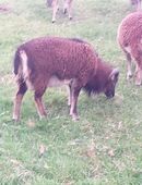 Soay Schafe zu verkaufen in 46509