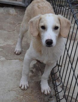 Dino sollte im Wald sterben - Augsburg