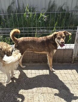 Zuckersüße Toffee sucht ihre Familie 💓 - Großefehn