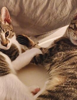 Orlando & Nash: Katerduo sucht neue Bleibe - Berlin