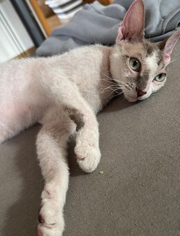 Don-Sphynx Katze - Bamberg