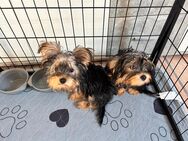 Yorkshire Terrier Welpe - Bleicherode