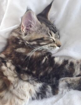 Maine Coon Kitten - Obernbreit