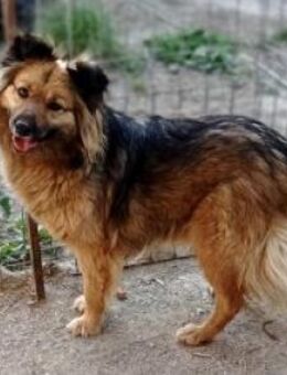 Tobi 43 cm - Alpenrod