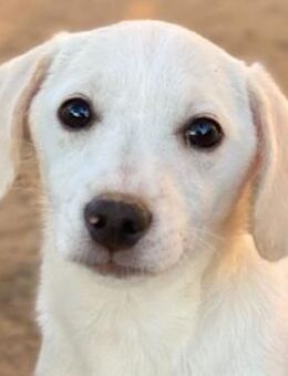 Fusilli, geb. ca. 08/2025, GRIECHENLAND - Euskirchen