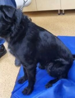 GOKU - kuschelt, stubenrein, katzenvertr - Linden (Hessen)