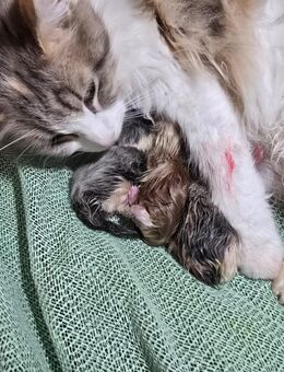 Norwegische Waldkatze - Maine Coon Kitten - Schüttorf