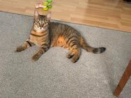 Katzenpärchen schweren Herzens abzugeben - Viersen