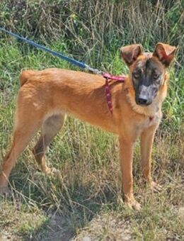 Mali ist eine zauberhafte Junghündin - Schwarmstedt