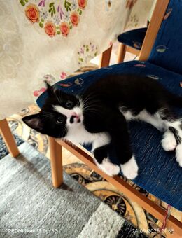 Niedliches Baby Kitten suchen neues Zuhause - Oberstaufen