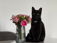 Katze, Kater - Schweinfurt