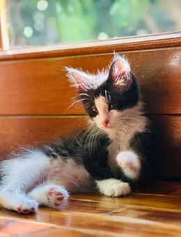 Karhu - der kleine Bär - Kirchheim (München)