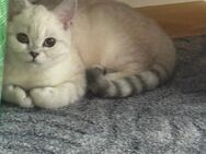 BKH Katze - Leipzig