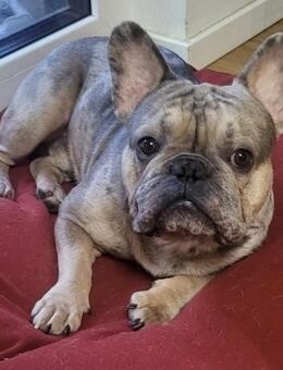 Französische Bulldogge (Merle) – Sucht ein liebevolles Zuhause - Nürnberg
