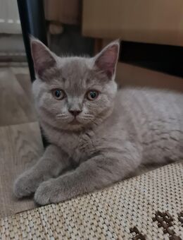 BKH Kitten - Lingenfeld
