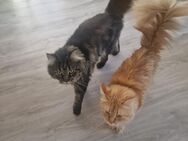 Maine Coon - Göppingen